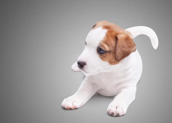 De pup Jack Russell ligt — Stockfoto