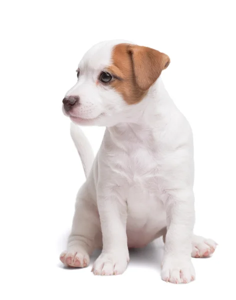 Il cucciolo Jack Russell — Foto Stock