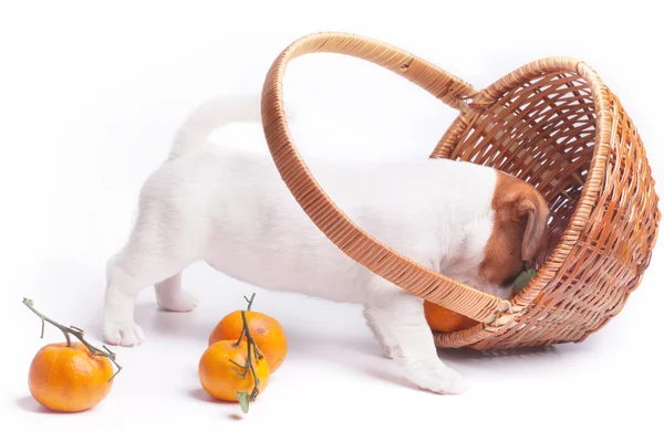 The puppy Jack Russell — Stock Photo, Image