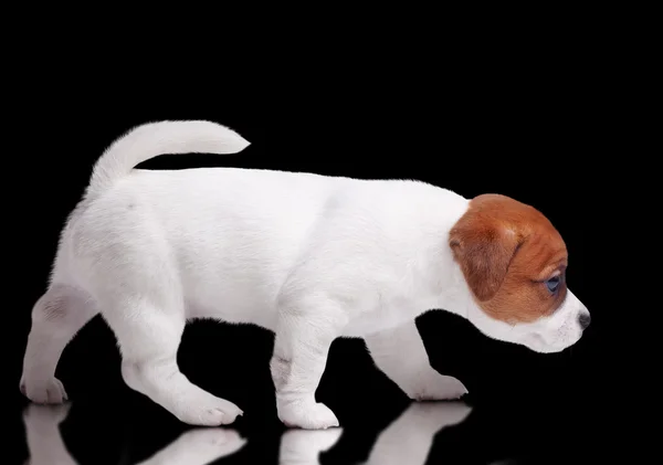 Koiranpentu Jack Russell — kuvapankkivalokuva