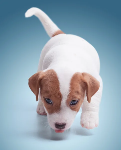 De pup Jack Russell — Stockfoto