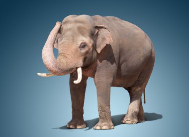 büyük fil