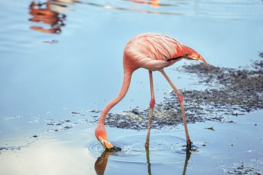 Flamingolar yemek