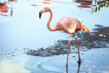 Flamingolar