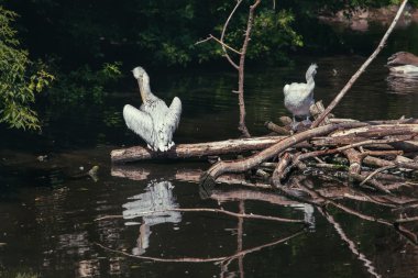 büyük beyaz Pelikan