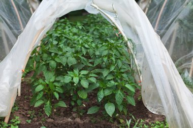 biber yeşil genç sürgünler