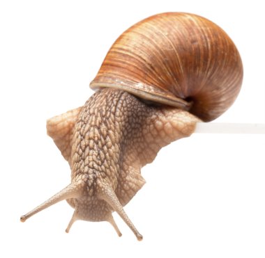 One big snail clipart
