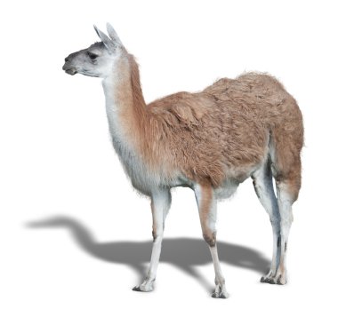 bir şirin Lama