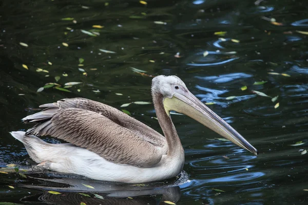 Beautiful white pelican — Stock Photo, Image