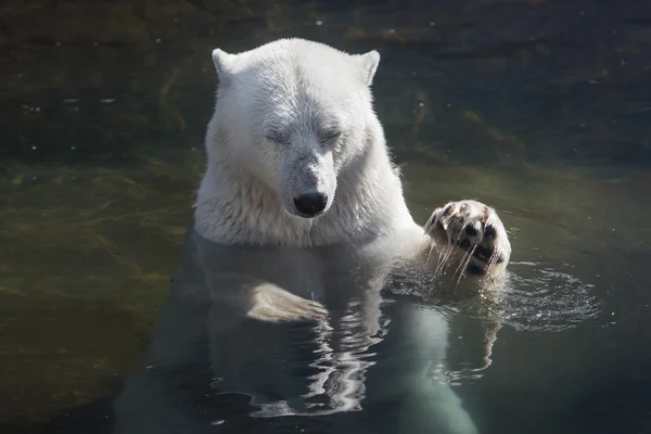 Grote polar bear zwemmen — Stockfoto