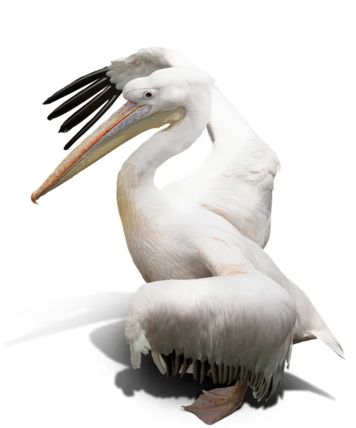 Птица пеликана — стоковое фото