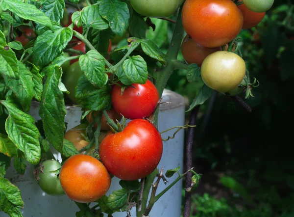 Bouquet de tomates mûres — Photo