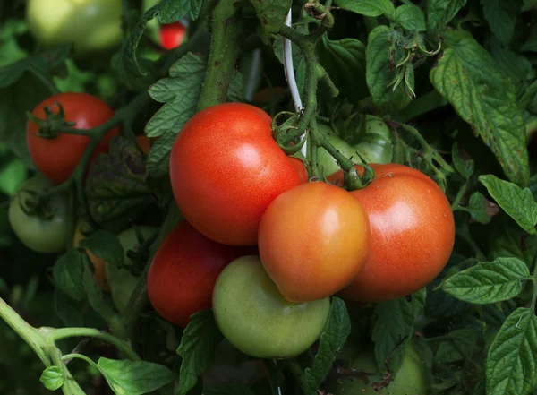 Sekelompok tomat matang — Stok Foto