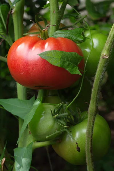 Bouquet de tomates mûres — Photo