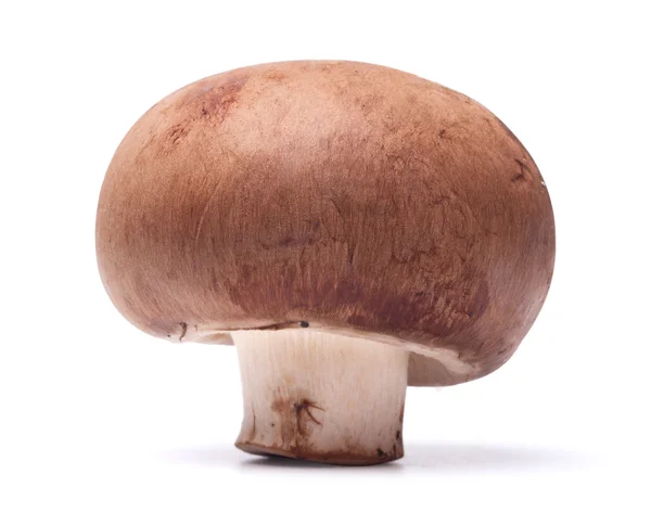 Cogumelo fresco — Fotografia de Stock