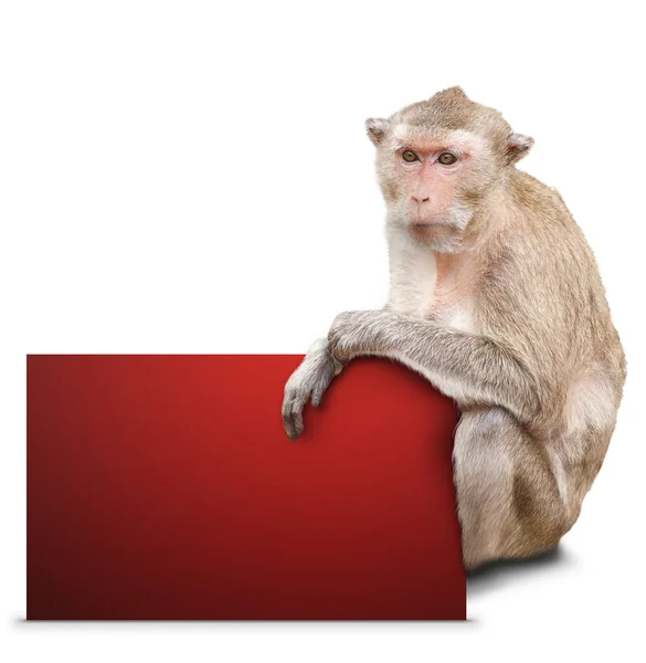 Monkey and red card — Stock Photo, Image