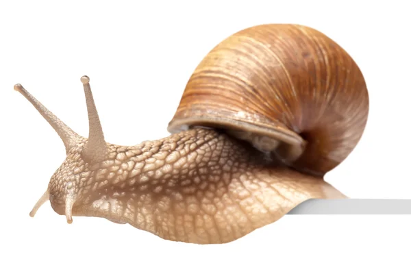 一只大蜗牛 — 图库照片