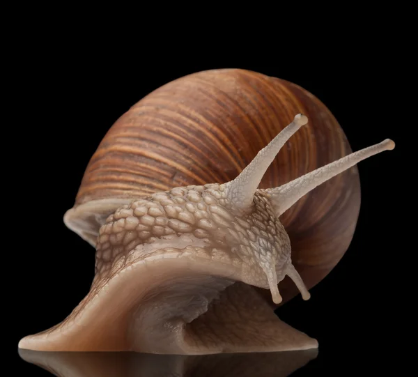 One big snail — Stock Photo, Image