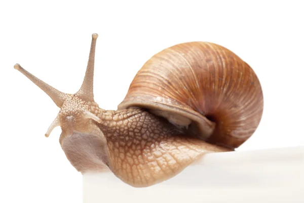 Um caracol grande — Fotografia de Stock