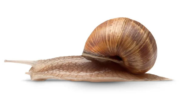 Um caracol grande — Fotografia de Stock