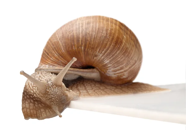 Um caracol grande — Fotografia de Stock