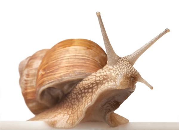 Um caracol grande — Fotografia de Stock