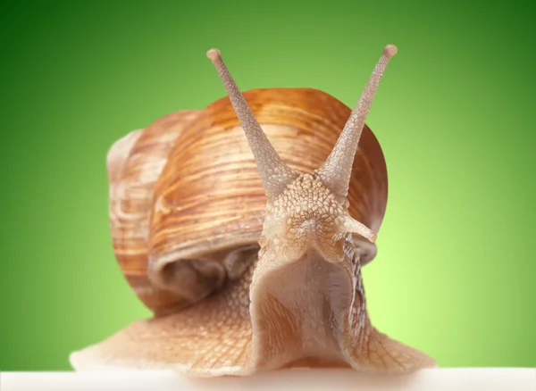 Um caracol grande — Fotografia de Stock