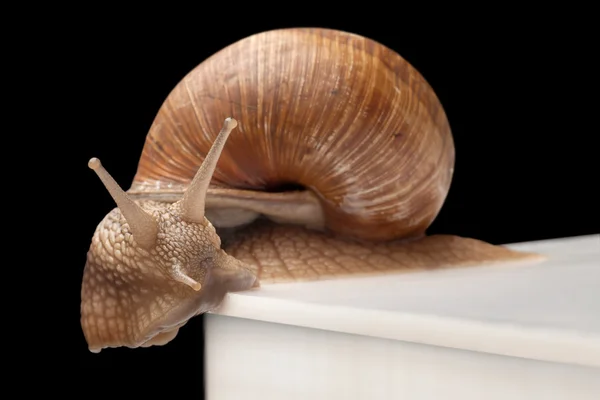 Um caracol grande — Fotografia de Stock