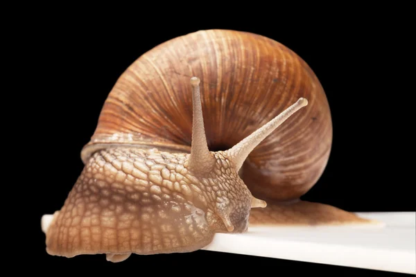 Um caracol grande — Fotografia de Stock