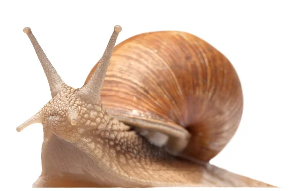 Um caracol grande — Fotografia de Stock