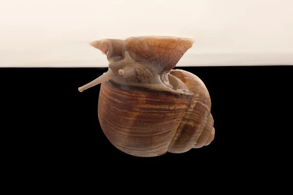 One big snail — Stock Photo, Image