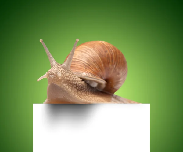 Un caracol grande — Foto de Stock