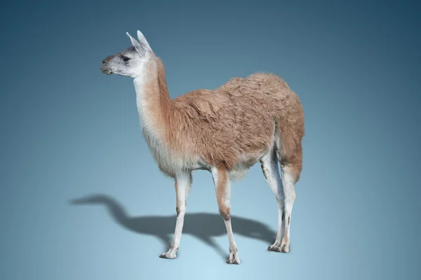 Ein süßes Lama — Stockfoto
