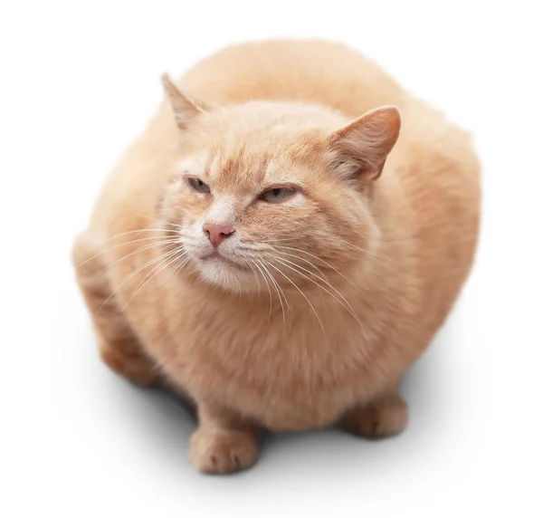 Red cat — Stock Photo, Image