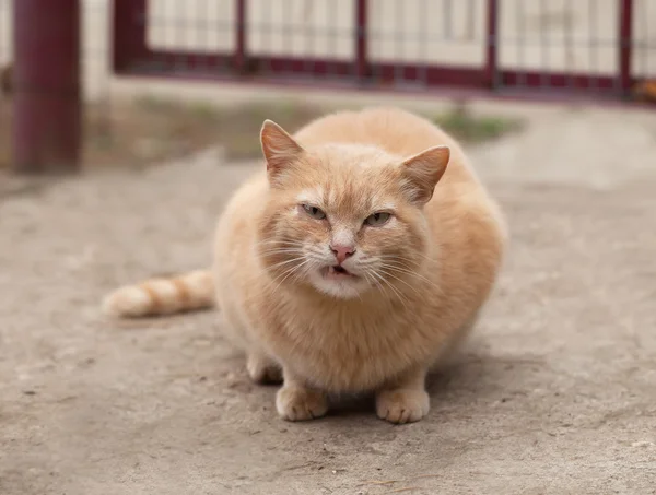 Red cat — Stock Photo, Image