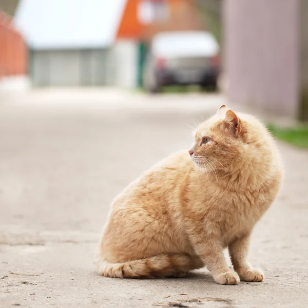 Red cat — Stock Photo, Image