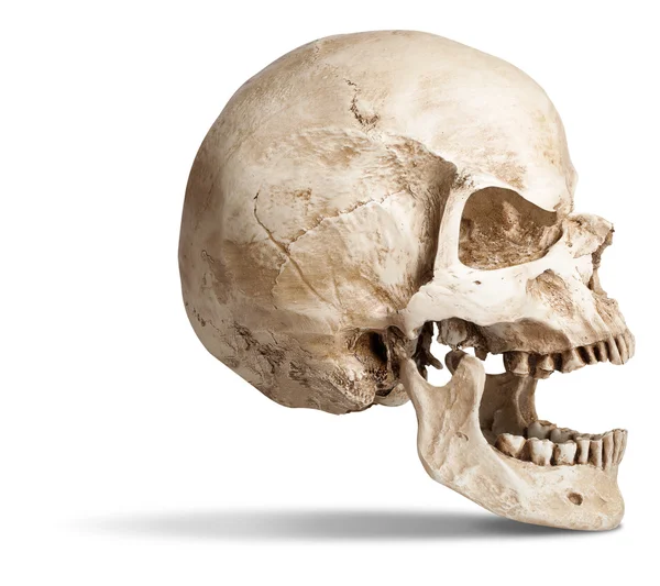 두개골-오픈 입 — 스톡 사진