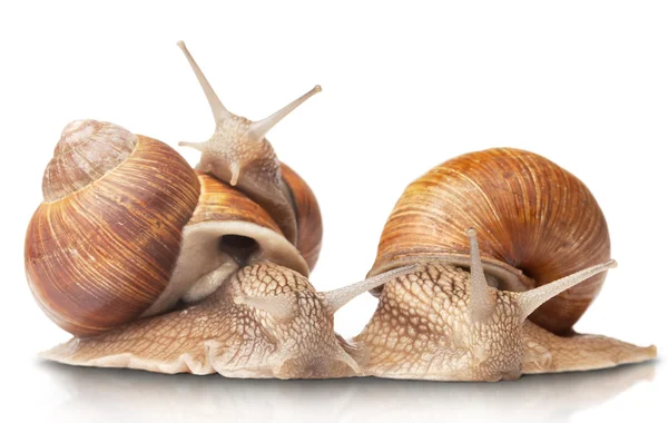 三个大蜗牛 — 图库照片