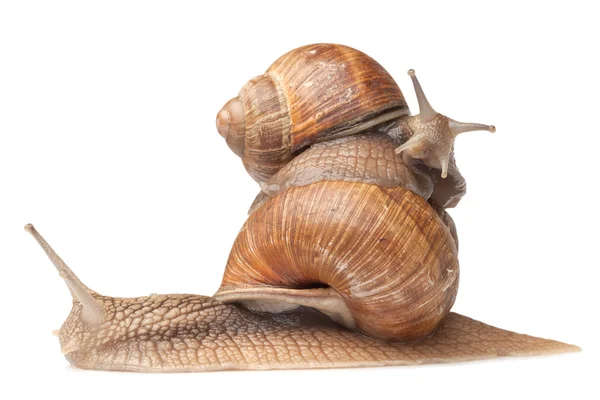 Deux gros escargots posant — Photo