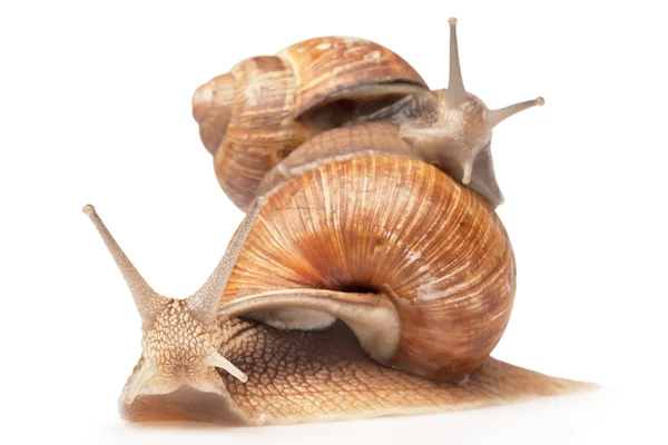 两个大蜗牛 — 图库照片