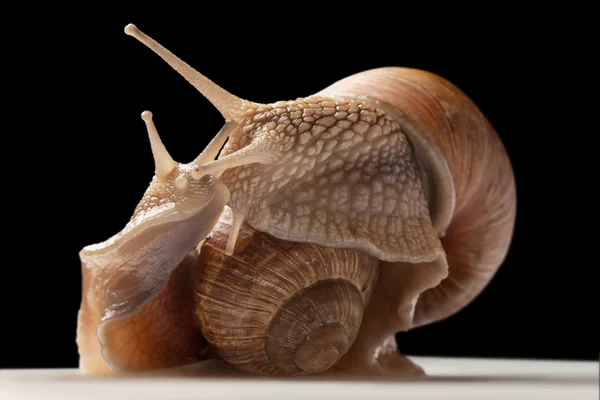 두 개의 큰 달팽이 — 스톡 사진