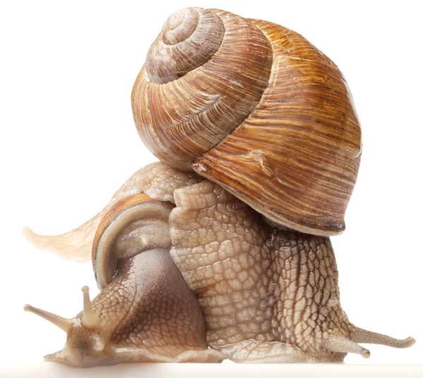 两个大蜗牛 — 图库照片
