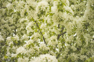 Beyaz bahar çiçekleri ile ağaç brunch