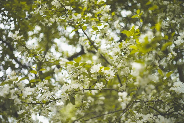 Δέντρο brunch με άνθη λευκά άνοιξη — Φωτογραφία Αρχείου