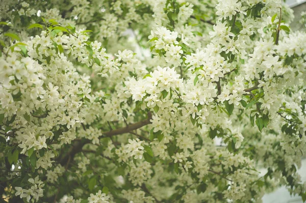 Brunch de árvore com flores de primavera brancas — Fotografia de Stock