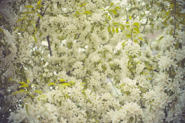 Brunch de árvore com flores de primavera brancas — Fotografia de Stock