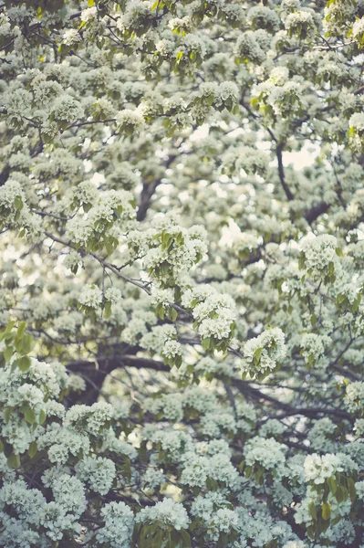 Brunch de árvore com flores de primavera brancas — Fotografia de Stock