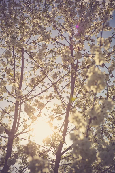 Brunch de árboles con flores blancas de primavera — Foto de Stock