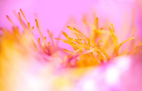 Abstrakt blommig rosa bakgrund — Stockfoto