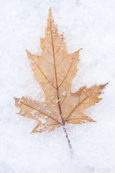 Photo of the maple leaf on snow closeup
